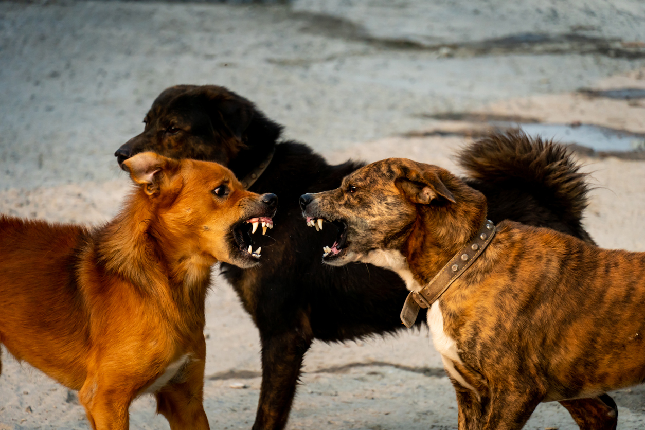 Dog Aggression Training in Northern Virginia 