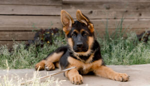 Professional Puppy Training in Northern Virginia