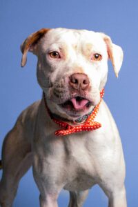Best Pit Bull Rescues in Northern Virginia 