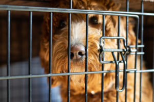 The Ultimate Guide to Crate Training Your Dog