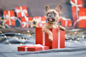 Why You Should Reconsider Giving a Puppy as a Christmas Gif